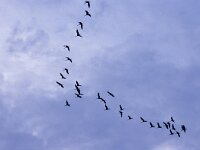 Grus grus 14, Kraanvogel, Saxifraga-Mark Zekhuis