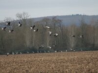 Grus grus 15, Kraanvogel, Saxifraga-Dirk Hilbers