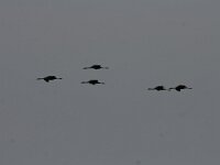 Grus grus 18, Kraanvogel, Saxifraga-Dirk Hilbers