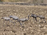 Grus grus 19, Kraanvogel, Saxifraga-Mark Zekhuis