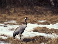 Grus grus 2, Kraanvogel, Saxifraga-Arie de Knijff
