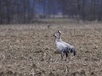 Grus grus 23, Kraanvogel, Saxifraga-Mark Zekhuis