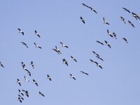 Grus grus 25, Kraanvogel, Saxifraga-Mark Zekhuis