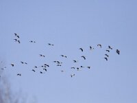 Grus grus 26, Kraanvogel, Saxifraga-Mark Zekhuis