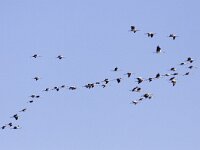 Grus grus 29, Kraanvogel, Saxifraga-Mark Zekhuis