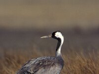 Grus grus 3, Kraanvogel, Saxifraga-Arie de Knijff