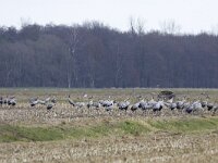 Grus grus 31, Kraanvogel, Saxifraga-Mark Zekhuis