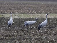 Grus grus 33, Kraanvogel, Saxifraga-Mark Zekhuis