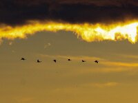 Grus grus 38, Kraanvogel, Saxifraga-Bart Vastenhouw