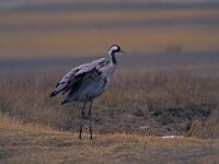 Grus grus 4, Kraanvogel, Saxifraga-Arie de Knijff