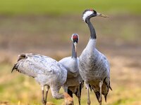 Common crane group feeding in agricultural field  Common crane (Grus grus) group of large migratory bird feeding in agricultural field. Wildlife scene in Nature of Europe. Netherlands : Grus, Legs, animal, animals, autumn, baby, background, beak, bird, birding, birds, birdwatching, common, crane, environment, family, feathers, female, field, grass, grassland, green, grey, group, grus grus, juvenile, life, long, male, march, meadow, migration, natural, nature, neck, ornithology, outdoors, pair, season, spring, two, vertebrate, wader, white, wild, wilderness, wildlife, wings, young