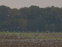 Grus grus 47, Kraanvogel, Saxifraga-Jan Nijendijk