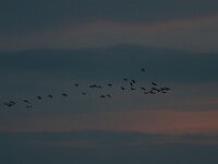 Grus grus 49, Kraanvogel, Saxifraga-Jan Nijendijk