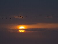 Grus grus 51, Kraanvogel, Saxifraga-Jan Nijendijk