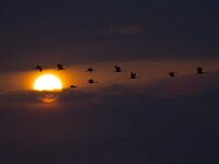 Grus grus 52, Kraanvogel, Saxifraga-Jan Nijendijk
