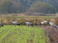 Grus grus 54, Kraanvogel, Saxifraga-Bart Vastenhouw