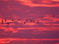 Grus grus 58, Kraanvogel, Saxifraga-Bart Vastenhouw