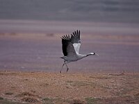 Grus grus 6, Kraanvogel, Saxifraga-Arie de Knijff