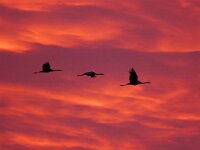 Grus grus 60, Kraanvogel, Saxifraga-Bart Vastenhouw