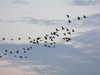 Grus grus 62, Kraanvogel, Saxifraga-Bart Vastenhouw