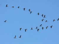 Grus grus 63, Kraanvogel, Saxifraga-Bart Vastenhouw