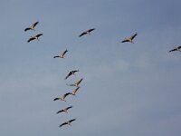 Grus grus 66, Kraanvogel, Saxifraga-Bart Vastenhouw