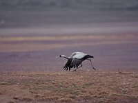 Grus grus 7, Kraanvogel, Saxifraga-Arie de Knijff