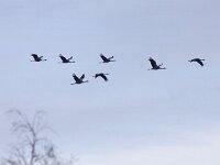 Grus grus 72, Kraanvogel, Saxifraga-Mark Zekhuis