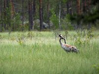Grus grus 74, Kraanvogel, Saxifraga-Hans Dekker