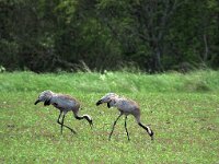 Grus grus 76, Kraanvogel, Saxifraga-Hans Dekker