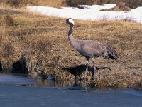Grus grus 8, Kraanvogel, Saxifraga-Arie de Knijff