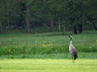 Grus grus 81, Kraanvogel, Saxifraga-Hans Dekker