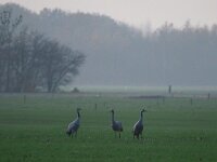 Grus grus 83, Kraanvogel, Saxifraga-Hans Dekker