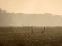 Grus grus 84, Kraanvogel, Saxifraga-Hans Dekker