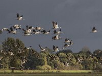 Grus grus 88, Kraanvogel, Saxifraga-Dirk Hilbers