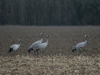 Grus grus 89, Kraanvogel, Saxifraga-Dirk Hilbers