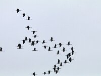 Grus grus 96, Kraanvogel, Saxifraga-Mark Zekhuis