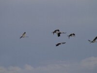 Grus grus 97, Kraanvogel, Saxifraga-Jan Nijendijk