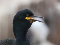 Gulosus aristotelis 10, Kuifaalscholver, Saxifraga-Bart Vastenhouw