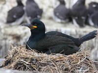 Gulosus aristotelis 11, Kuifaalscholver, Saxifraga-Bart Vastenhouw