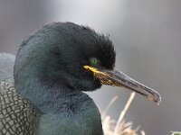 Gulosus aristotelis 12, Kuifaalscholver, Saxifraga-Bart Vastenhouw