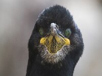 Gulosus aristotelis 22, Kuifaalscholver, Saxifraga-Peter Stein