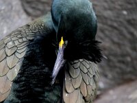 Gulosus aristotelis 28, Kuifaalscholver, Saxifraga-Bart Vastenhouw