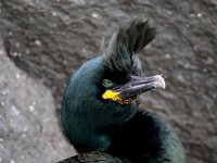 Gulosus aristotelis 29, Kuifaalscholver, Saxifraga-Bart Vastenhouw