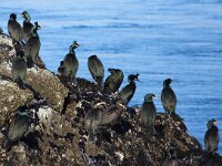 Gulosus aristotelis 33, Kuifaalscholver, Saxifraga-Bart Vastenhouw