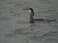 Gulosus aristotelis 35, Kuifaalscholver, Saxifraga-Bart Vastenhouw