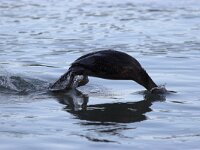 Gulosus aristotelis 5, Kuifaalscholver, Saxifraga-Luc Hoogenstein