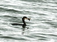 Gulosus aristotelis 8, Kuifaalscholver, Saxifraga-Piet Munsterman