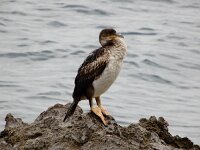 Gulosus aristotelis ssp desmarestii 50, Mediterrane kuifaalscholver juveniel, Saxifraga-Ed Stikvoort : Lovran - Opatija a900