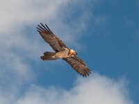 Gypaetus barbatus 7, Baardgier, Saxifraga-Joerg Mager